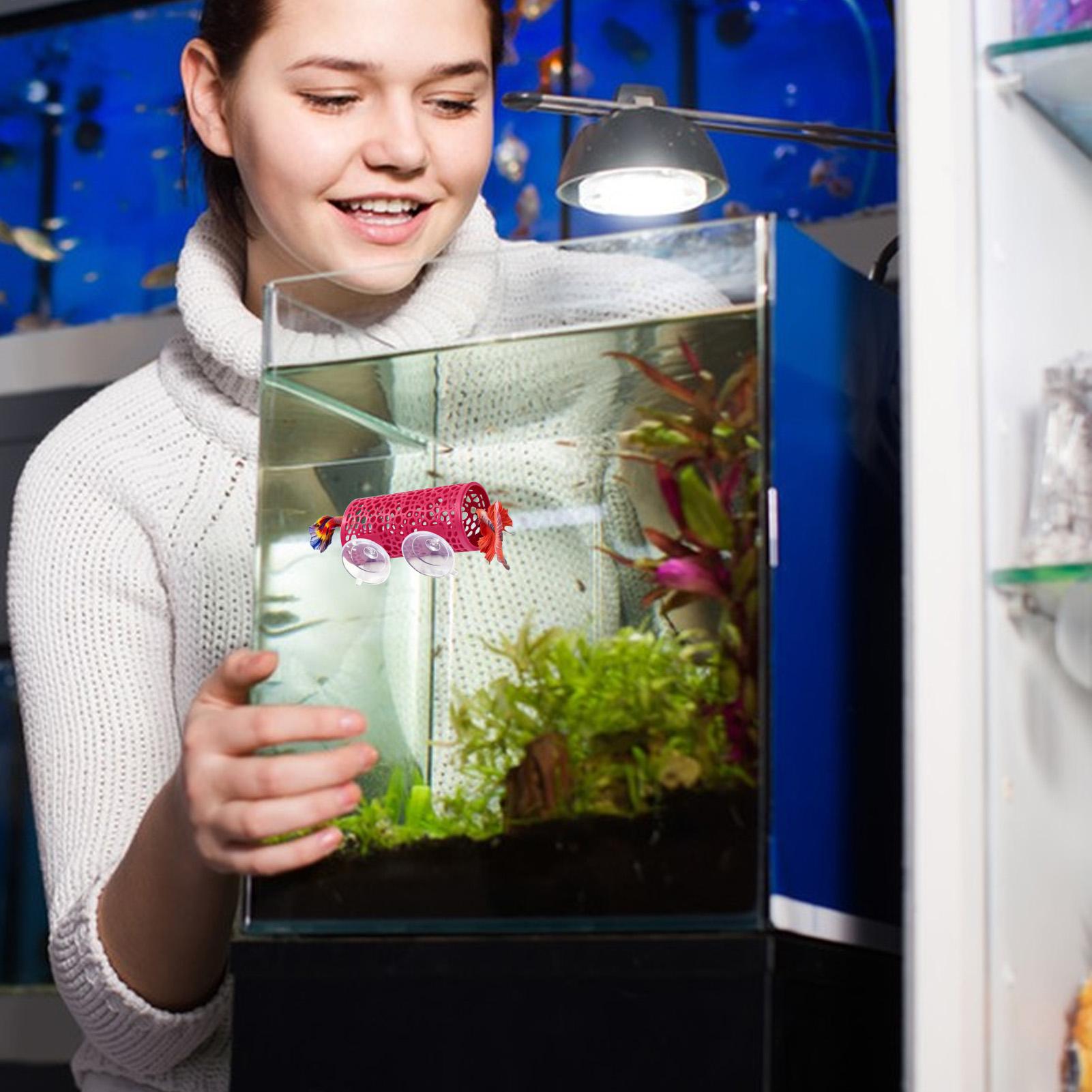 Betta Habitat Resting Shelter  - đánh giá và giá Betta Fish Tank
