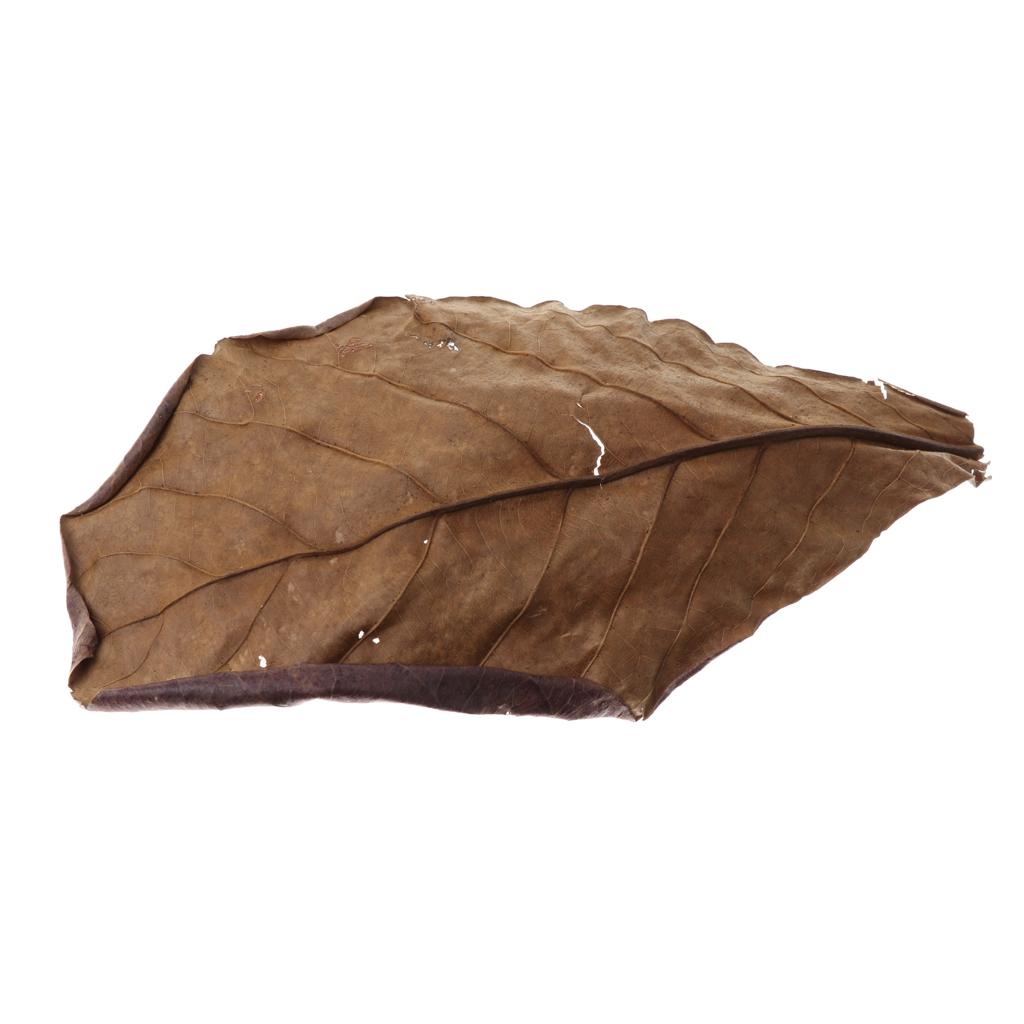 Fish Aquariums Indian Almond L - đánh giá và giá Betta Fish Tank