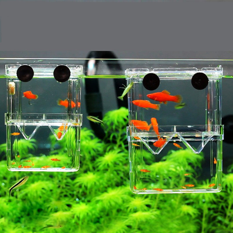 Peacock Fish Breeding Isolatio - đánh giá và giá Betta Fish Tank